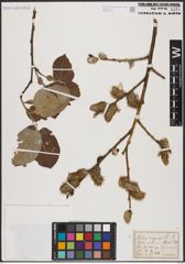 Foto von Salix caprea L.